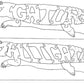 Alligator-Gator & Alligator