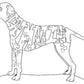 Dalmatian