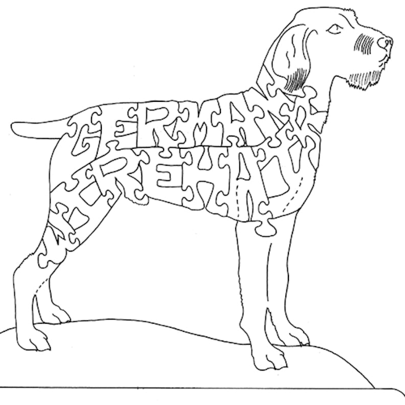 German Wirehair - Pointer